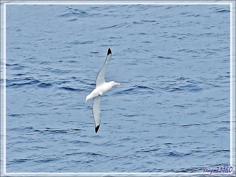 Albatros de Tristan, Tristan Albatross (Diomedea dabbenena) - Nightingale Island - Tristan da Cunha