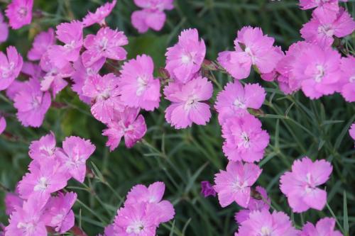 le jardin se fait romantique