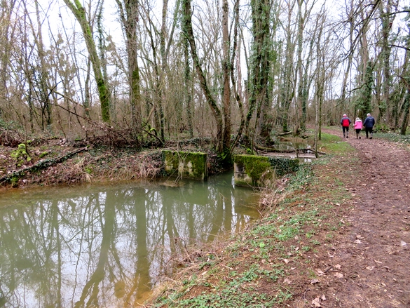 Une belle balade aux bords du lac de Marcenay, à la recherche de champignons d'hiver...