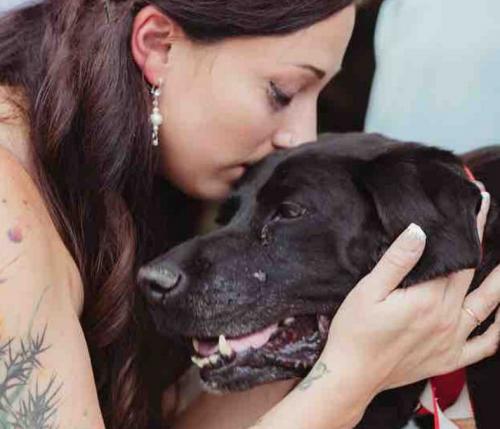 Mourant, un chien veut à tout prix assister au mariage de ses maîtres