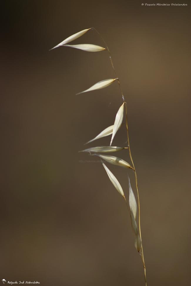Epillet d'Avoine (Folle-avoine)