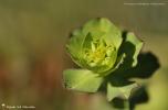 Fleurs à dominante verte