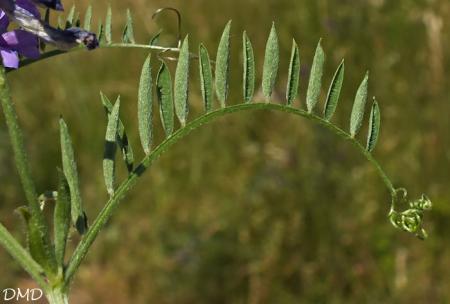 Vicia villosa subsp. varia  -  vesce bigarée
