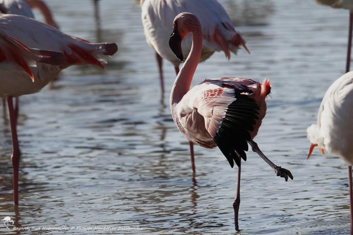 Flamant nain parmi les Flamants roses