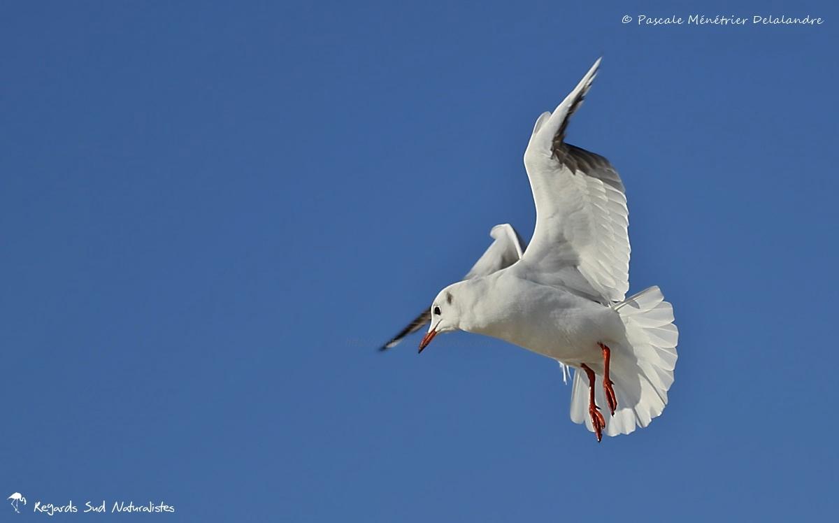 Mouette rieuse