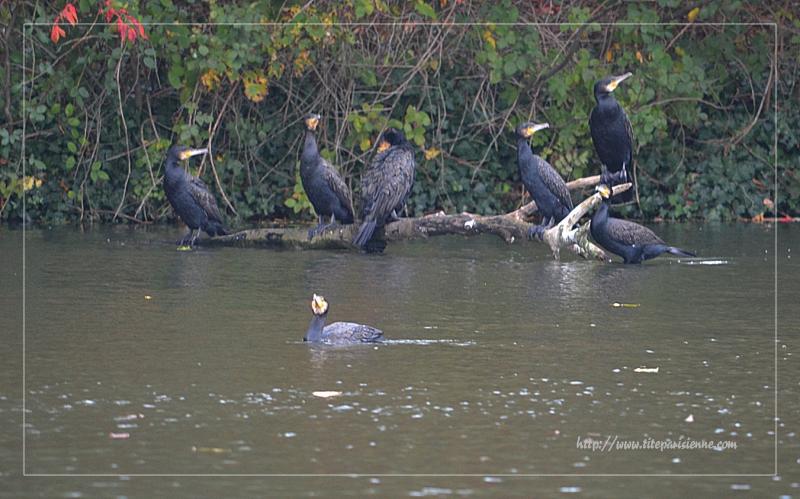 Cormorans au lac des Minimes