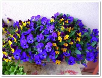 A vos masques....