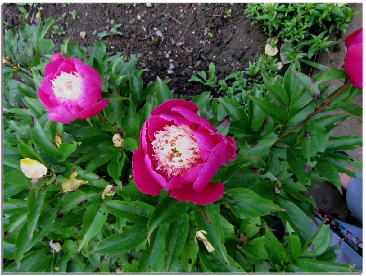 ENTRE  DEUX  AVERSES  AU  JARDIN 