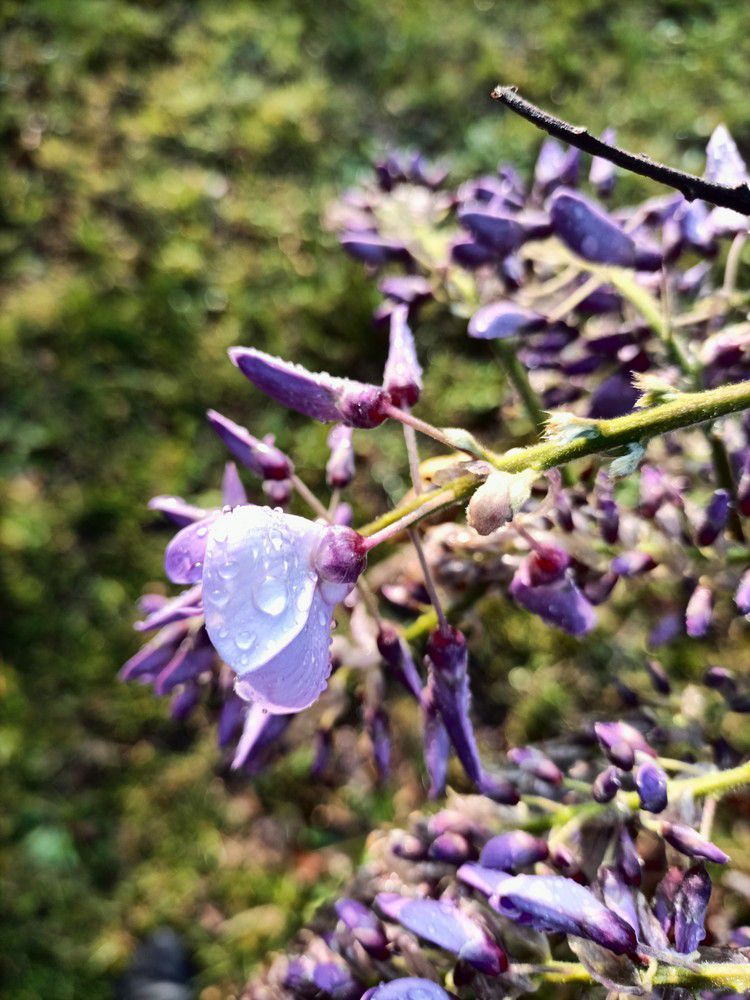 Mon amour de glycine - avril 2022...