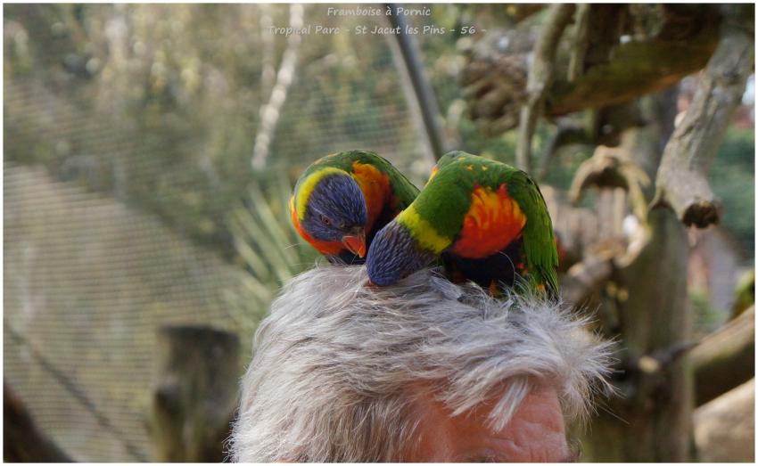 Tropical Parc St Jacut les Pins - 56 -