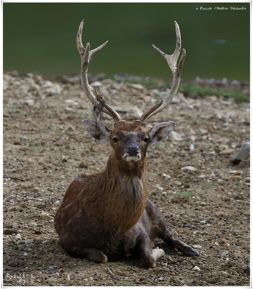 Cerf du Vietnam