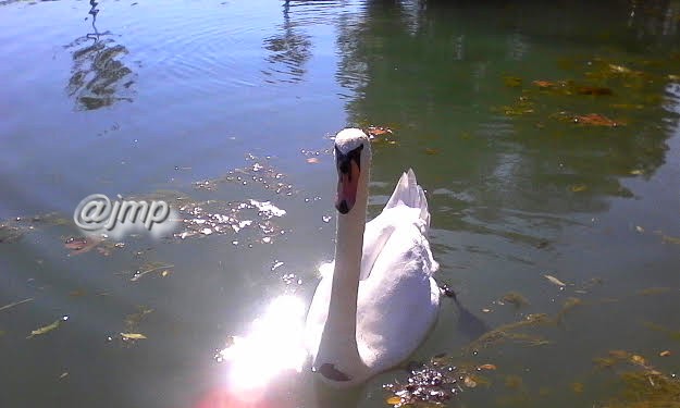 Le Cygne noir (Cygnus atratus) est une espèce de cygne originaire d'Australie et de Tasmanie qui doit son nom à la coloration en grande partie noire de son plumage