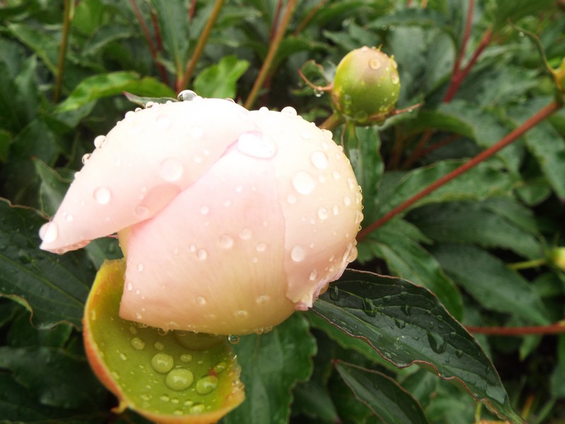 C'est à leur tour de nous émerveiller ...