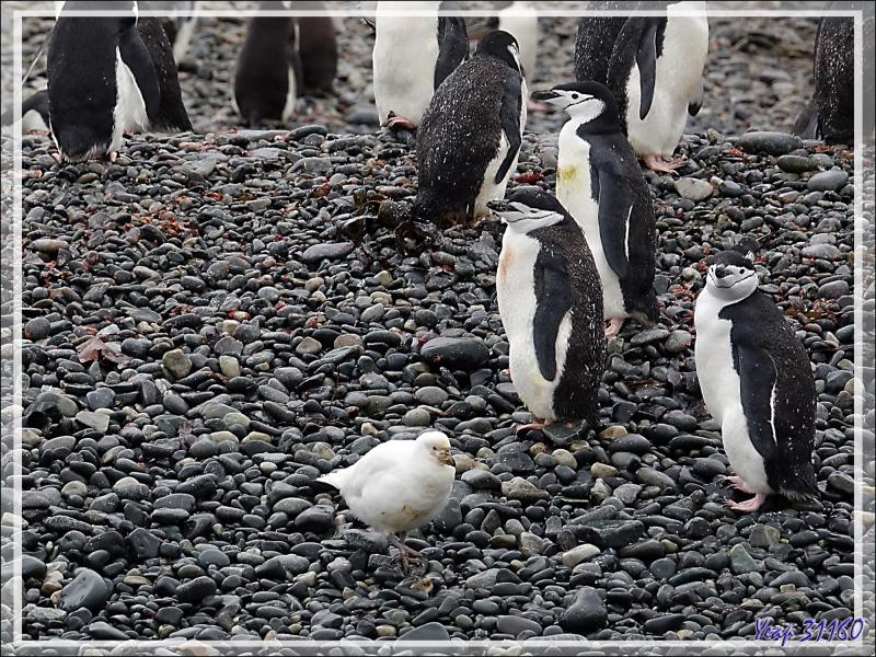 La faune de Cooper Bay : Manchots à jugulaire et papous, Éléphants de mer, Otaries, Pétrels, Labbes, Chionis blancs ... - Géorgie du Sud