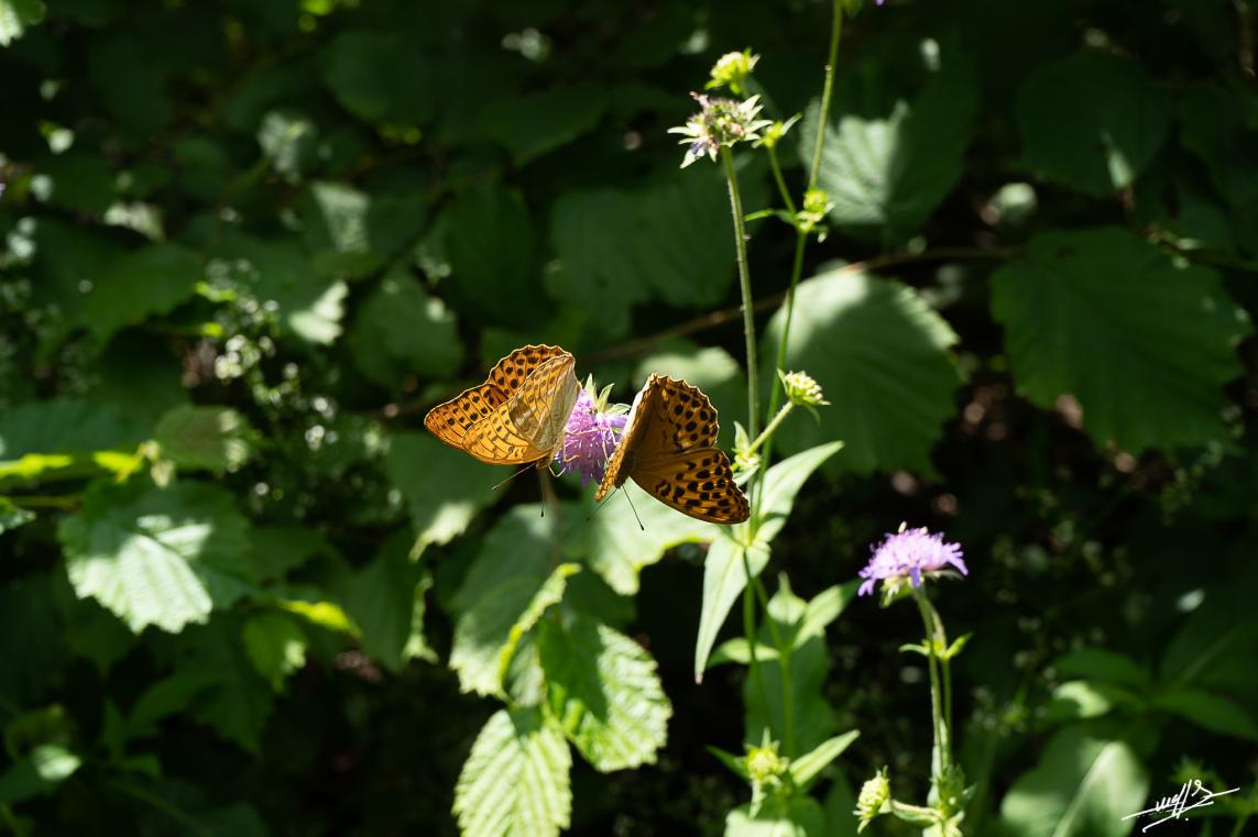 Le  lac d'Etival estival  : Papillonnages