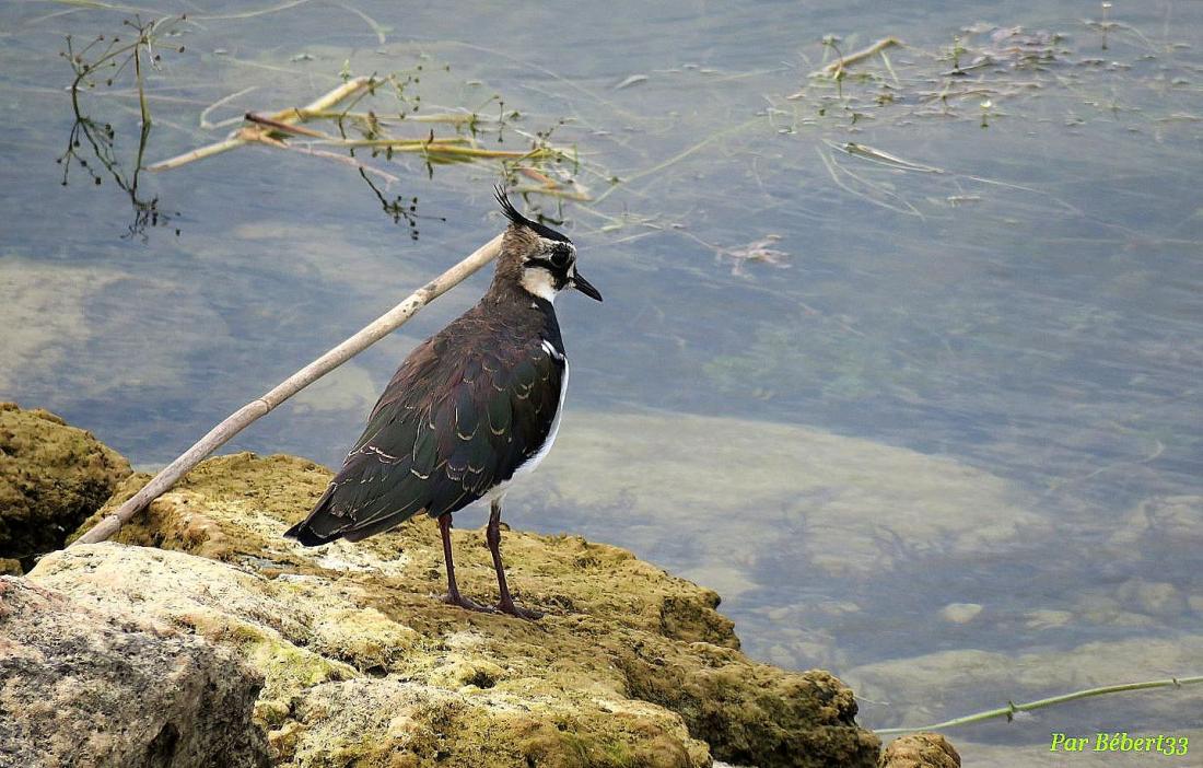 un bel oiseau huppé