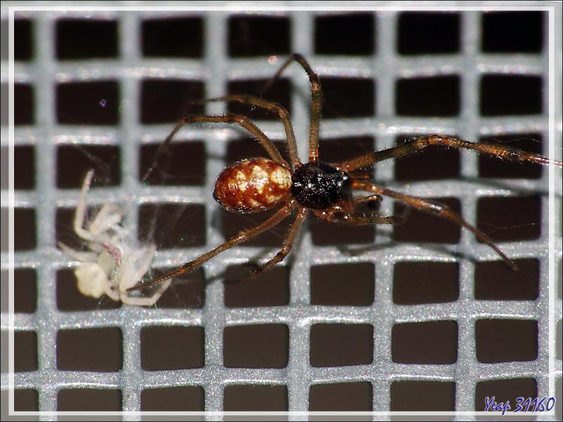Araignée crabe Thomise enflée (Thomisus onustus) - Originaire de La Couarde - Île de Ré - 17