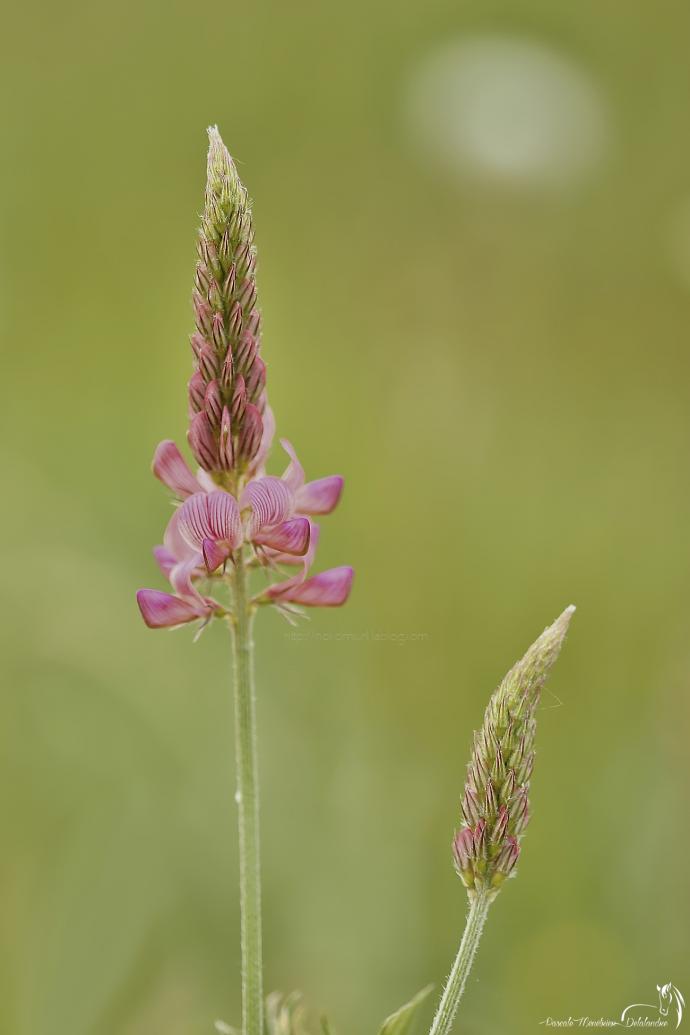 Sainfoin