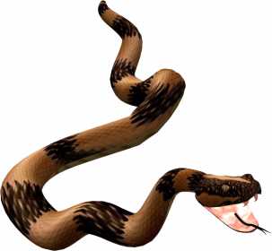 La Ronde Des Animaux.