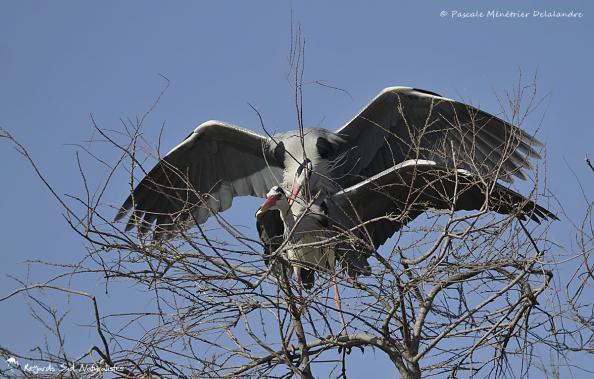 Accouplement de Hérons cendrés