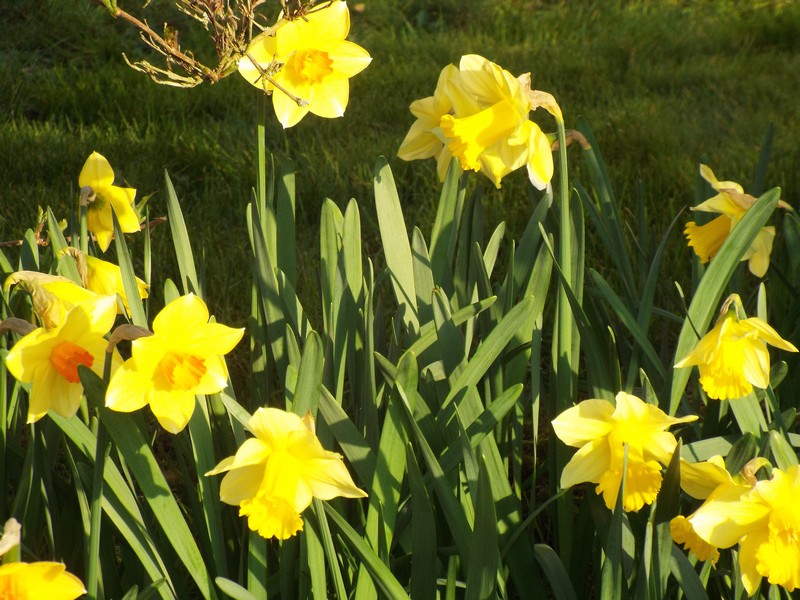 Le printemps ...