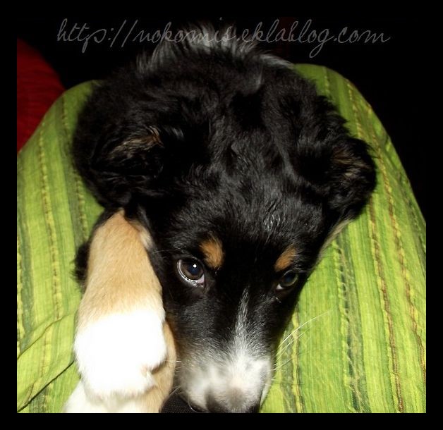 Tranches de vie d'un Australian Shepherd