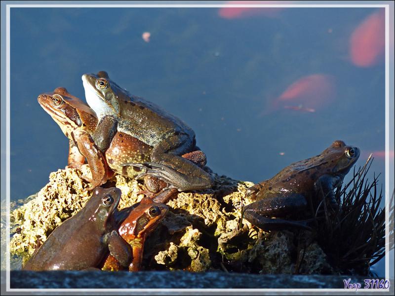 Les amours des grenouilles rousses (Rana temporaria) vues de ma fenêtre - Lartigau - Milhas - 31