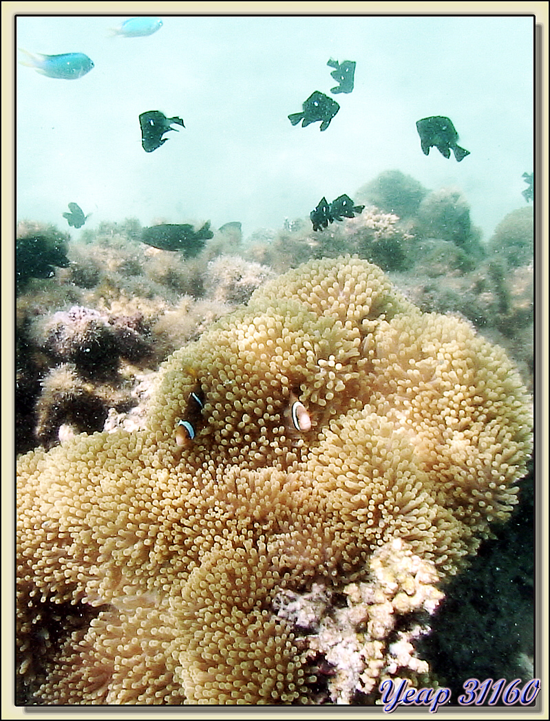 Poissons-anges aux beaux yeux - Huahine - Polynésie française