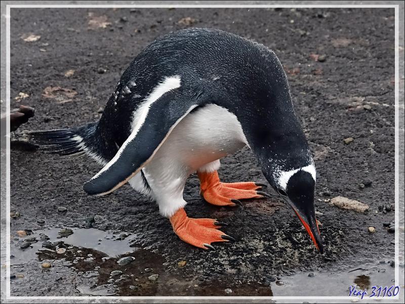 Ce Manchot papou ramasse des cailloux pour faire son nid - Grave Cove - West Falkland (Malvinas, Malouines) - Grande-Bretagne
