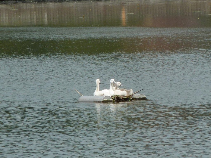 e cygne ...