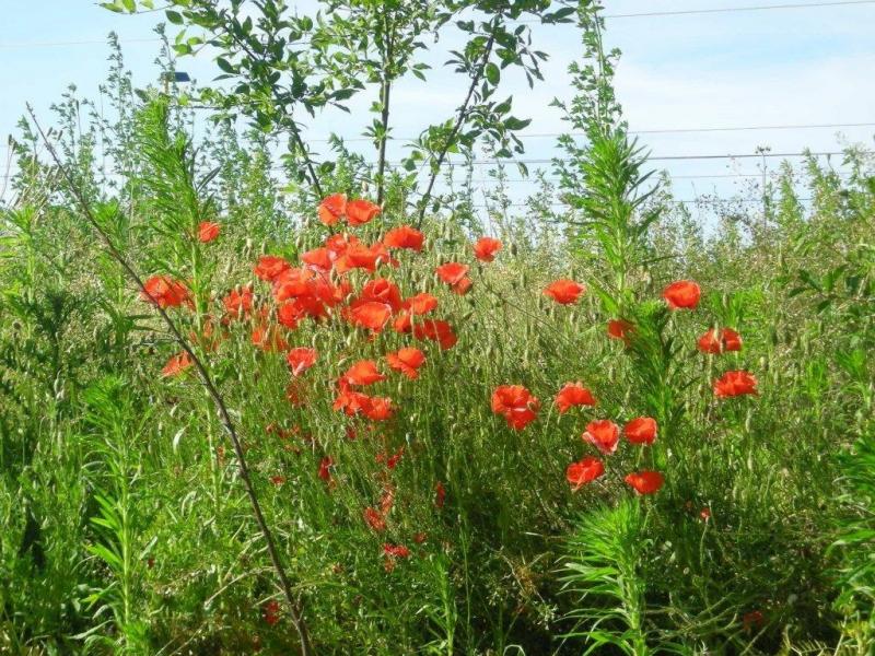 coquelicots 
