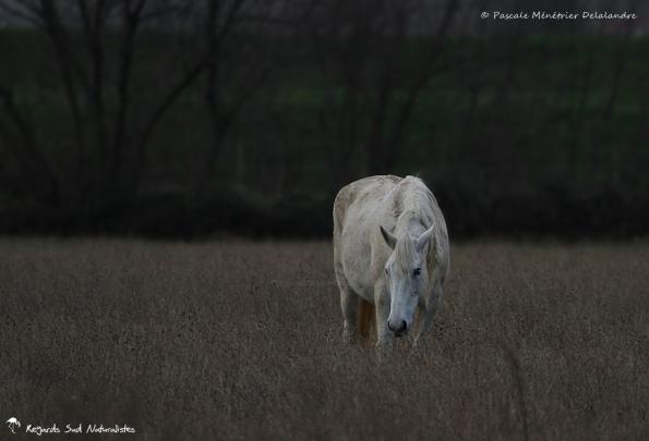Chevaux de Camargue 