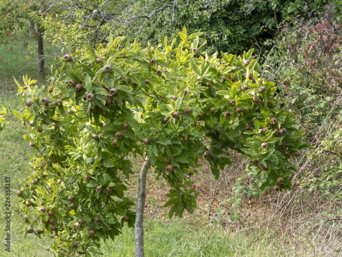 Arbre fruitier : Néflier