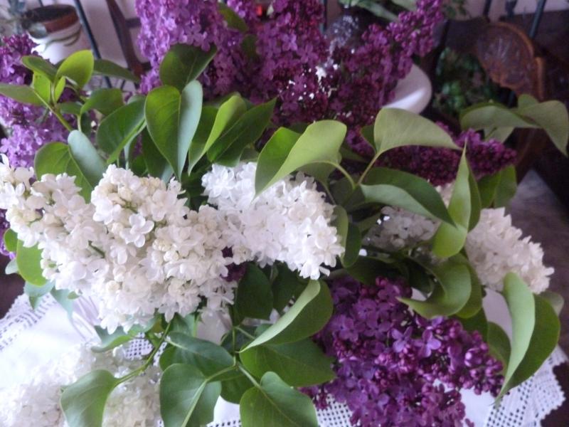 lilas