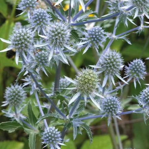 Fleurs cultivées : Panicaut