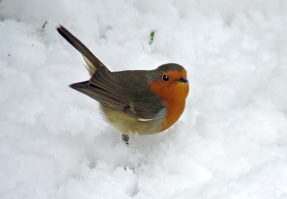 Durant le seul jour de neige de novembre à Châtillon, les oiseaux de mon jardin ont eu bien faim !