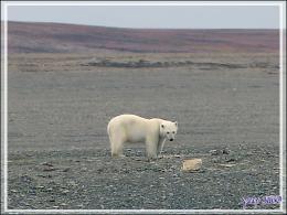 Vers 14 heures, enfin je pars en Zodiac vers l'ours, il n'a pas bougé d'un poil et mange toujours - Creswell Bay - Somerset Island - Nunavut - Canada