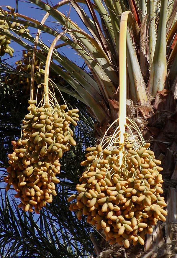 Fruits du mois d'Avril