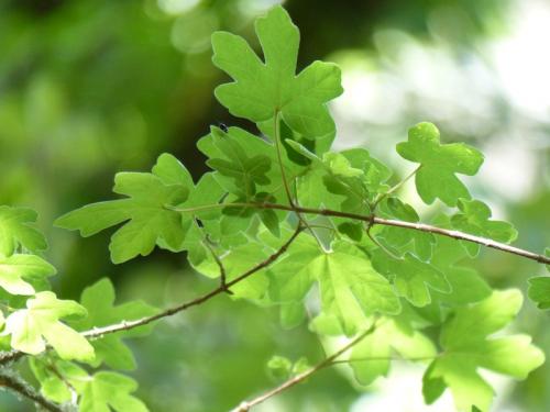 Flore du Plan d'Aups