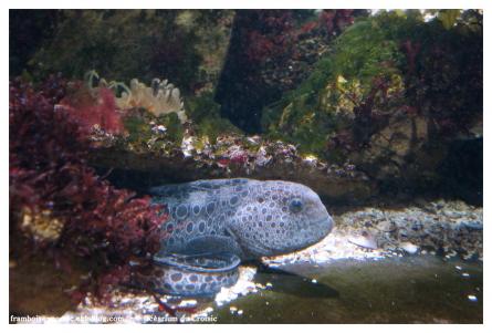 OCEARIUM DU CROISIC 
