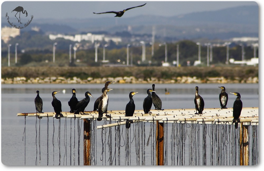  Grands Cormorans (Etang du Prévost)...