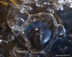 LES EMANANTS ANIMAUX 2