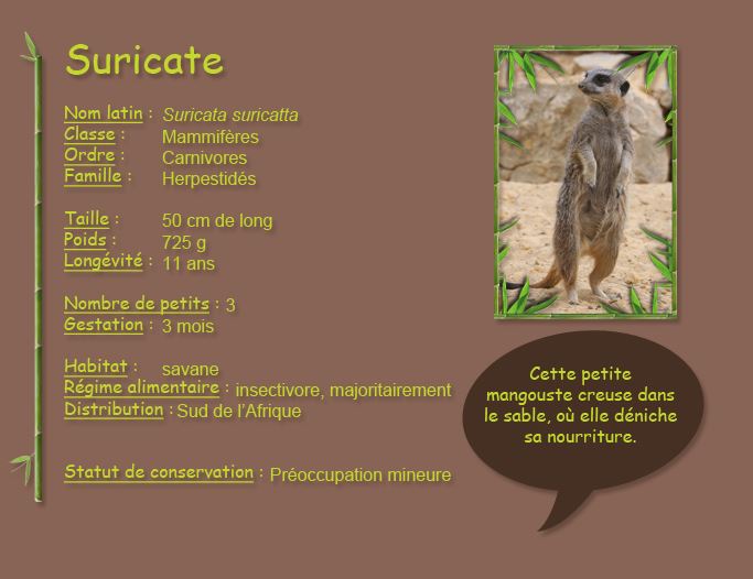 Suricate