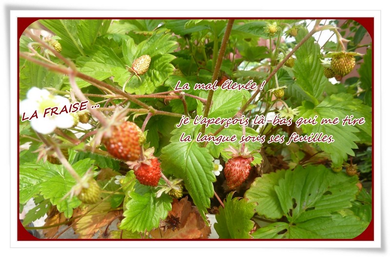 fraises des bois mi-mai