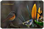 fonds ecran animaux 2017