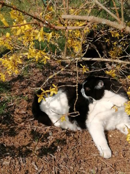 Bouquet de printemps