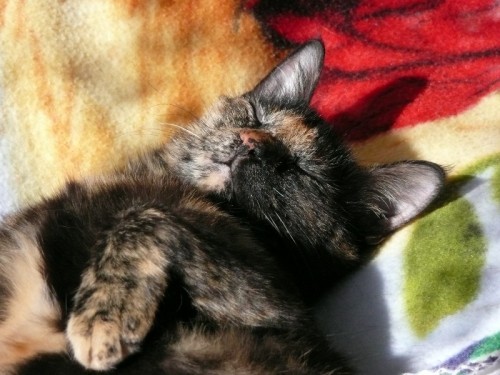chatte-eowin-soleil.JPG