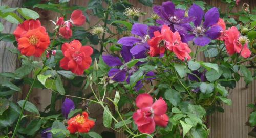 Fleurs de juillet sous la pluie