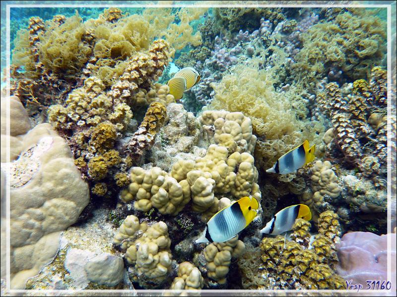 Poisson-papillon à deux selles du Pacifique, Chaetodon d'Ulietéa à double selles, Pacific double-saddle butterflyfish (Chaetodon ulietensis) - Jardin de corail - Motu Tautau - Taha'a - Polynésie