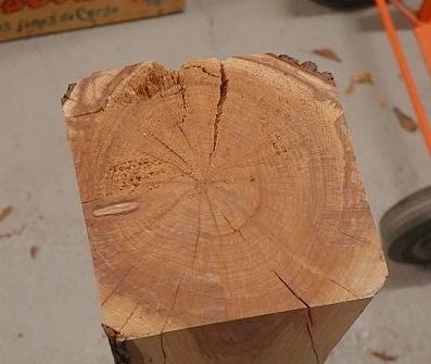 Arbre fruitier : Cognassier